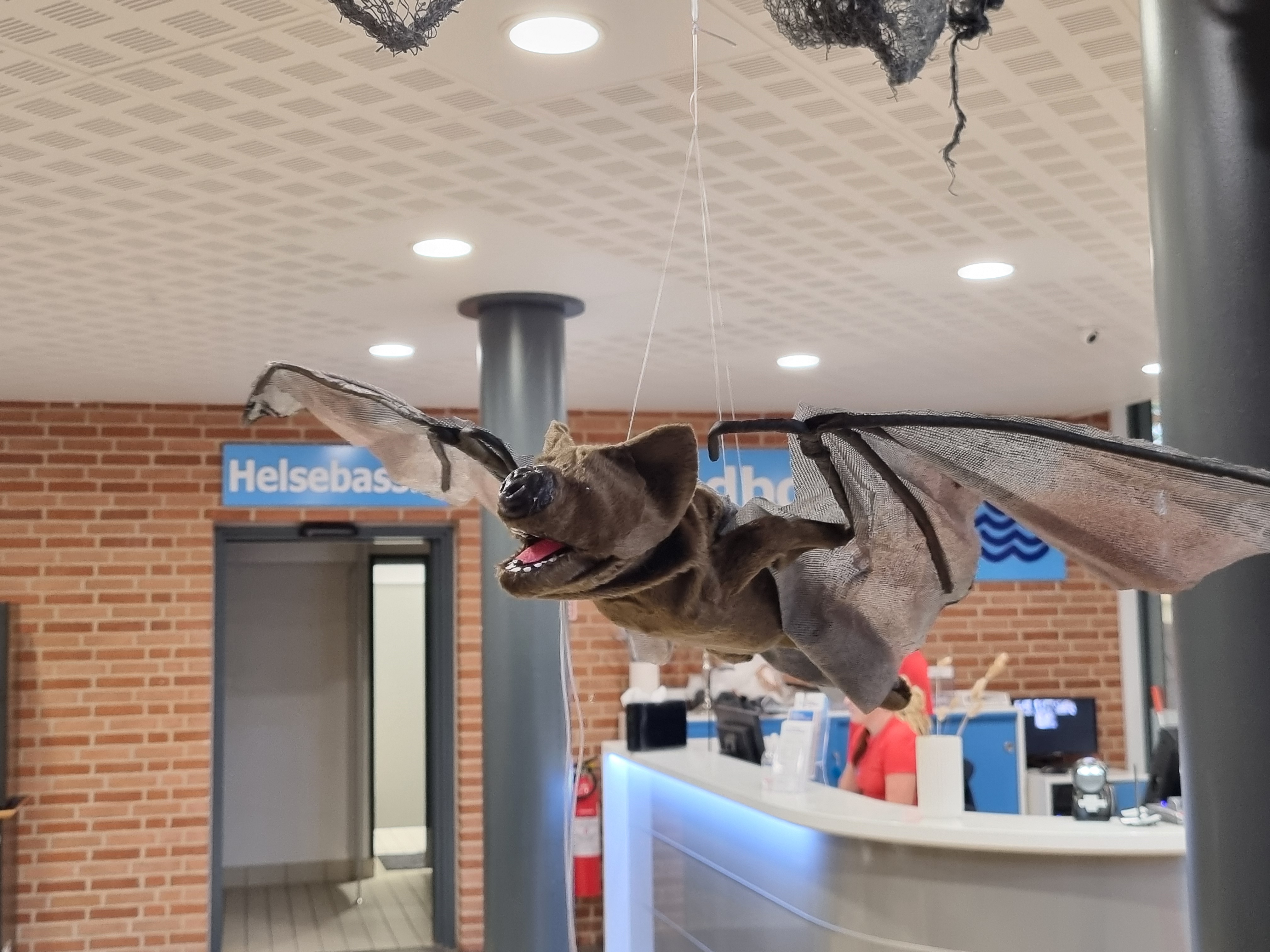 Illustration flagermus